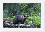 karhu Ursus arctos 4428 * 1000 x 667 * (118KB)